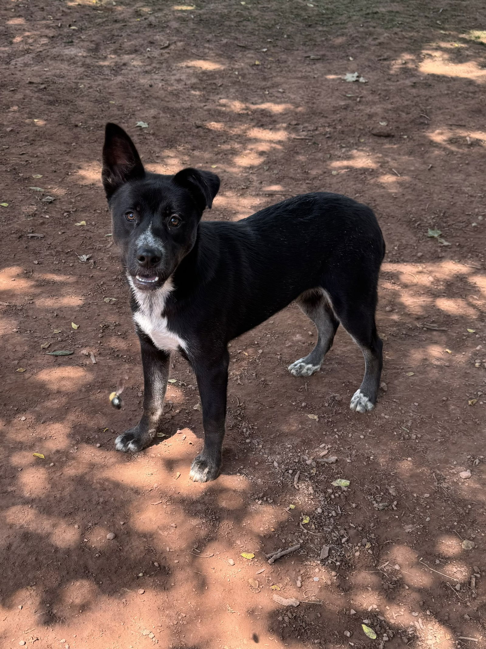 adoptable Dog in Mechanicsburg, PA named Shadow