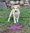 Juno