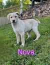 Nova