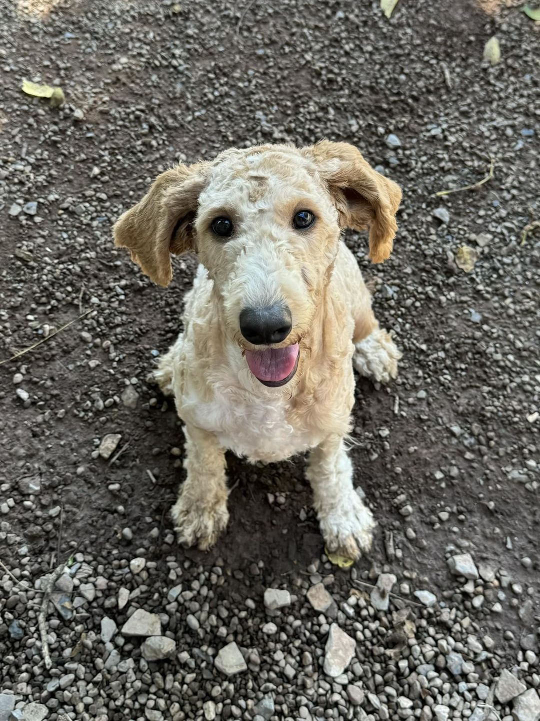 adoptable Dog in Mechanicsburg, PA named Artie