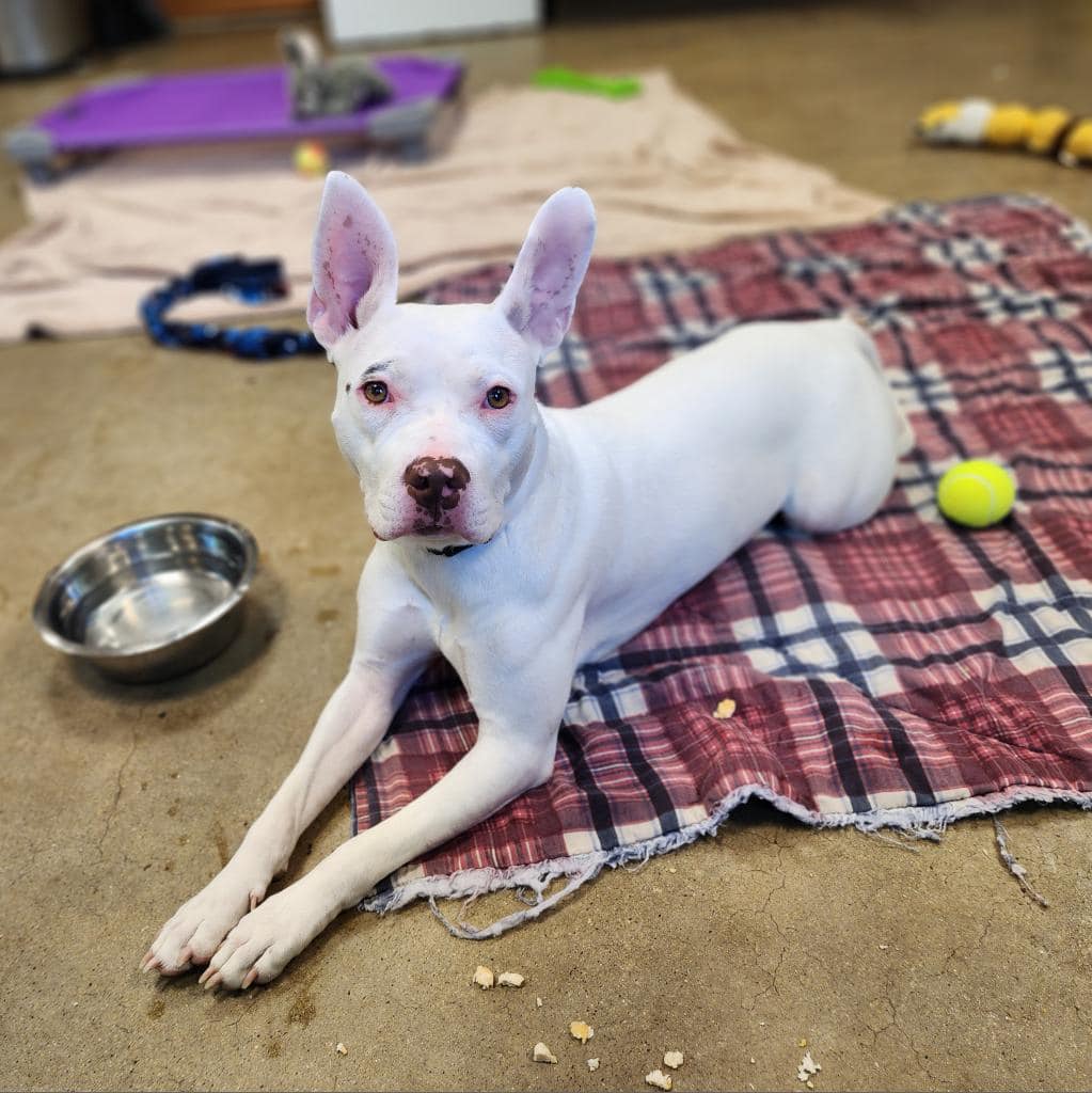 adoptable Dog in Mechanicsburg, PA named Bunny