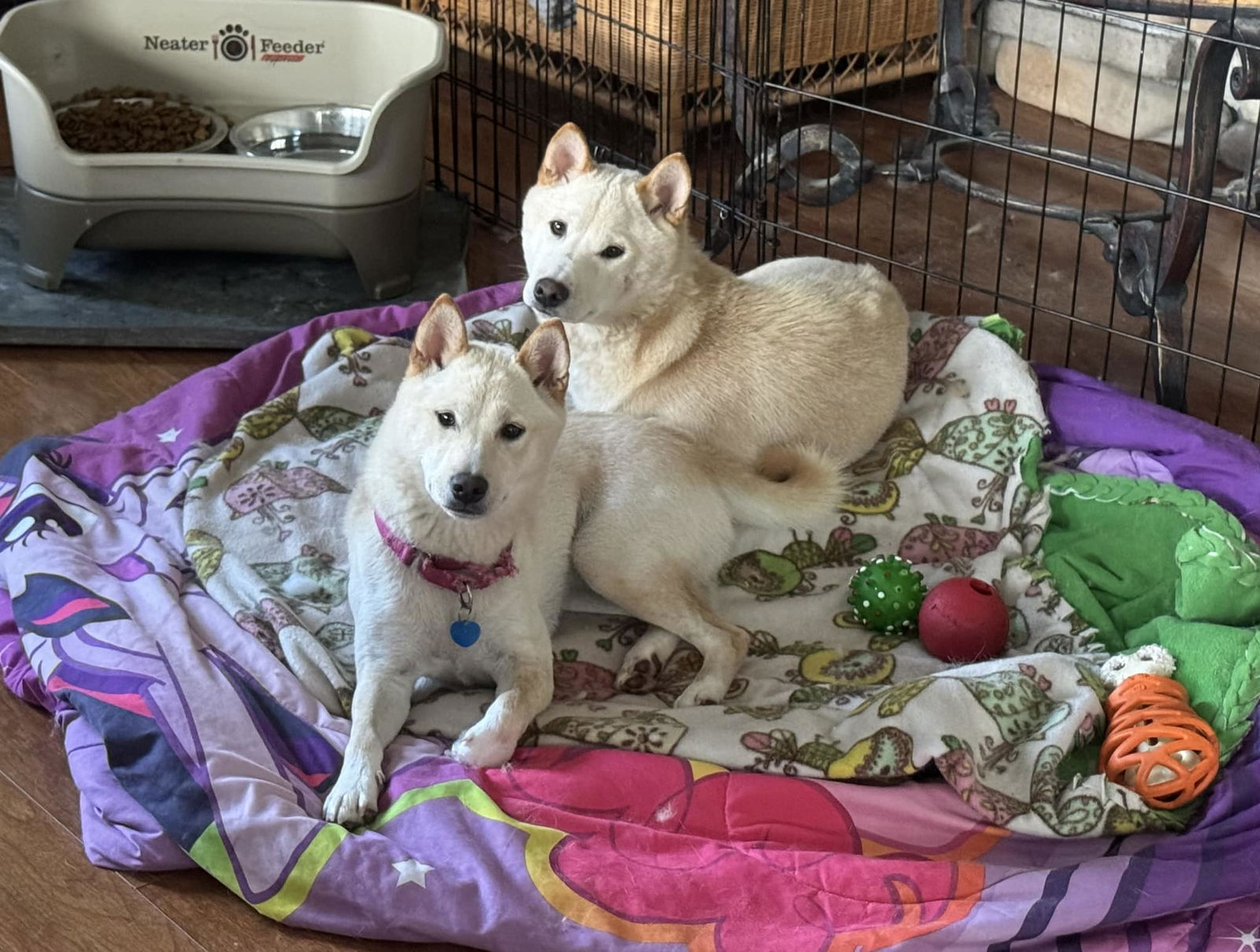 adoptable Dog in Mechanicsburg, PA named Yukon & Aspen