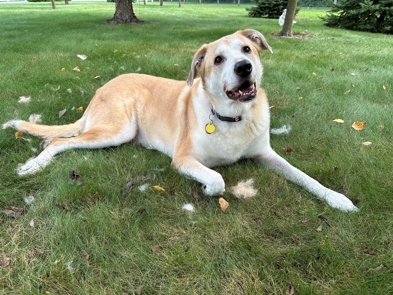 adoptable Dog in Mechanicsburg, PA named Hudson