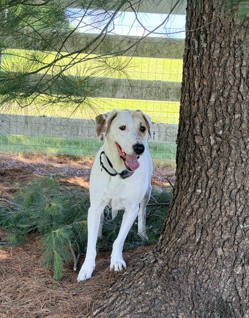 Honey, an adoptable Coonhound in Mechanicsburg, PA