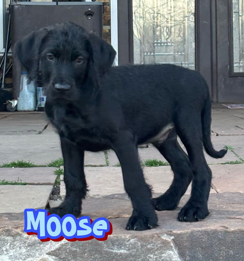 Moose