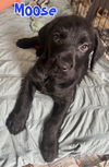Moose