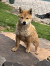 Rusty
