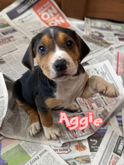 Aggie