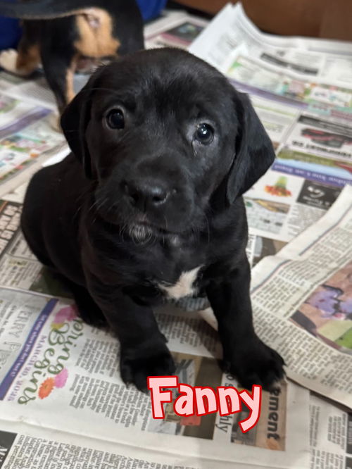 Fanny