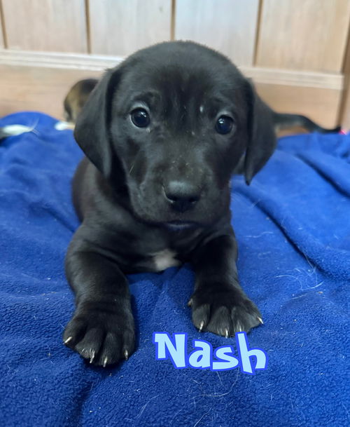 Nash