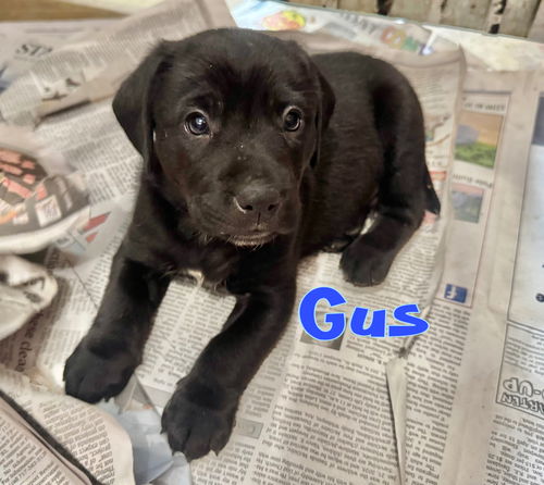 Gus