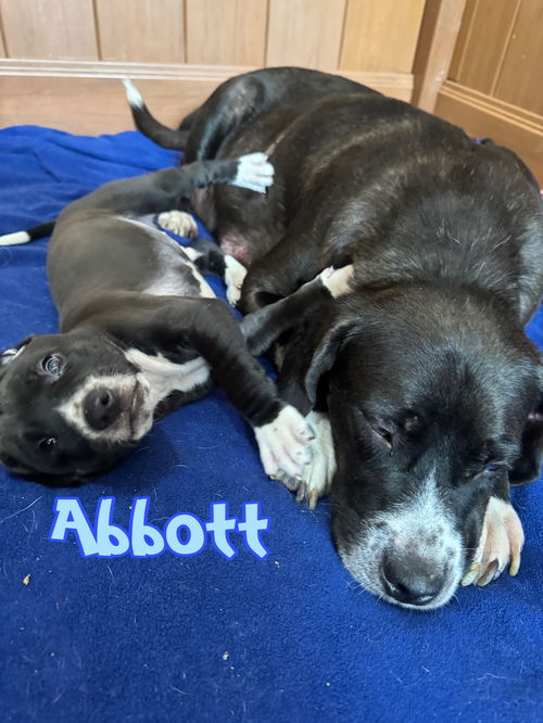 Abbott (I look most like momma)
