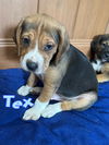 Tex