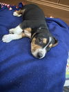 Elroy