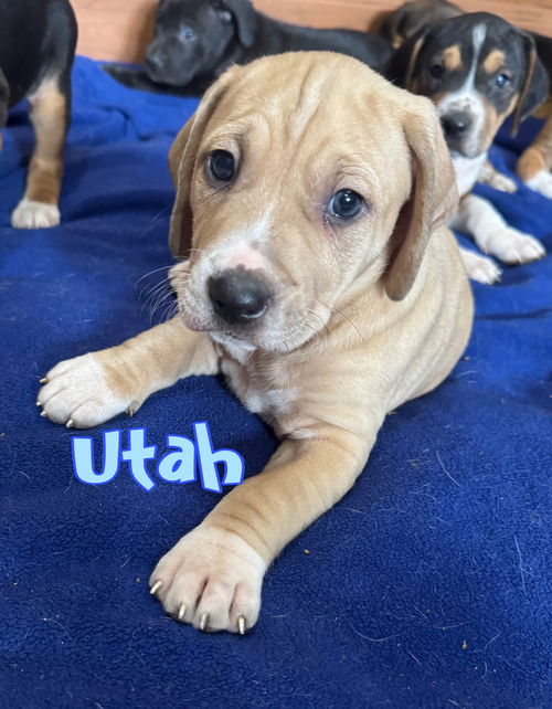 Utah