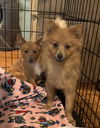 Eddy & Addy 1 boy/1 girl (double trouble)