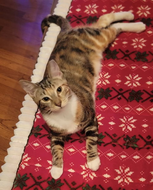 Patches, Baby Domestic Medium Hair / Mixed (medium coat), cat for adoption in Lancaster, Pennsylvania
