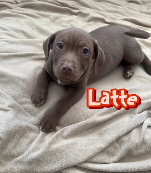 Latte
