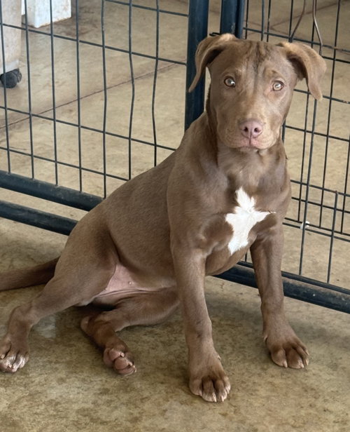 Latte, an adoptable Chocolate Labrador Retriever in Mechanicsburg, PA