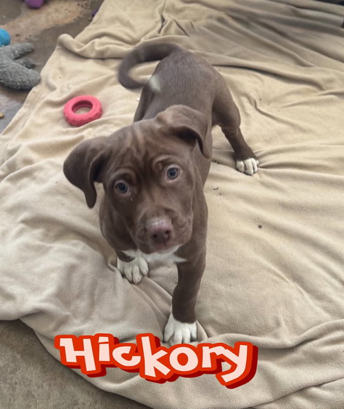 Hickory