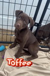 Toffee