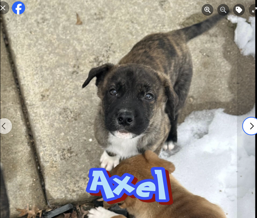 Axel