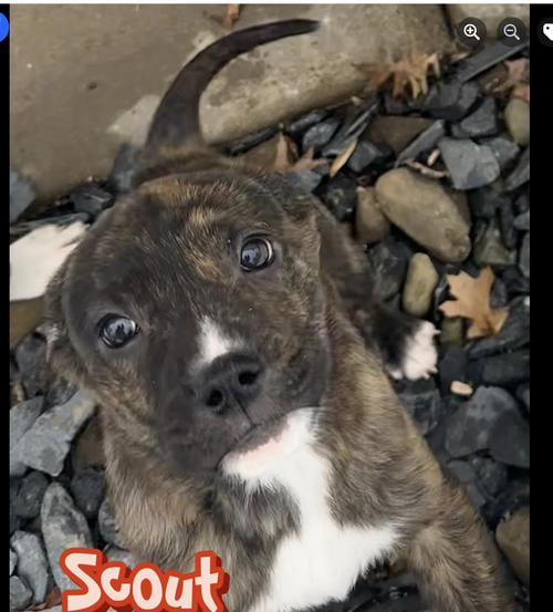 Scout