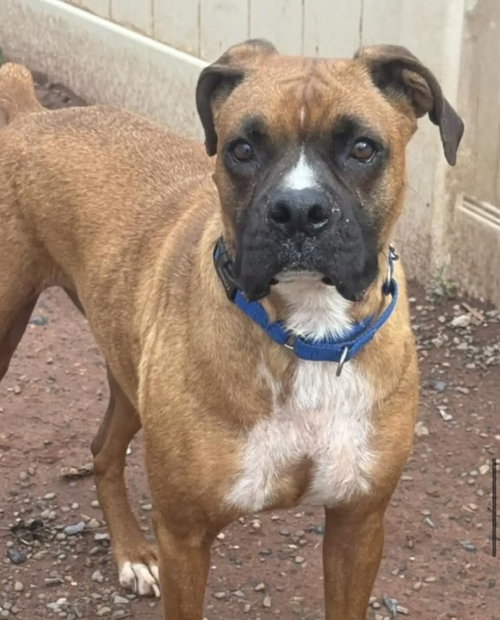 Tula, an adoptable Boxer in Mechanicsburg, PA