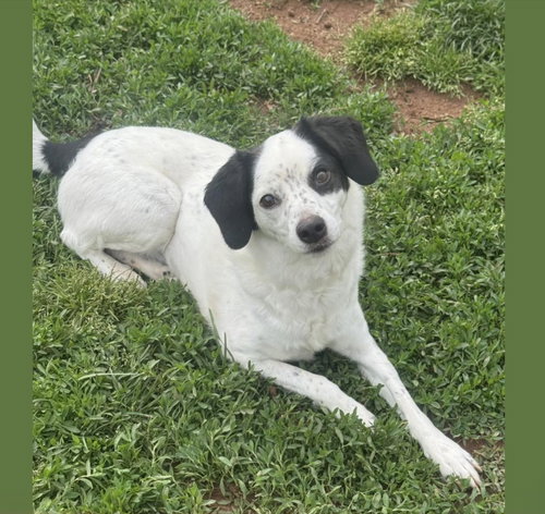 Bebe, an adoptable Spaniel in Mechanicsburg, PA
