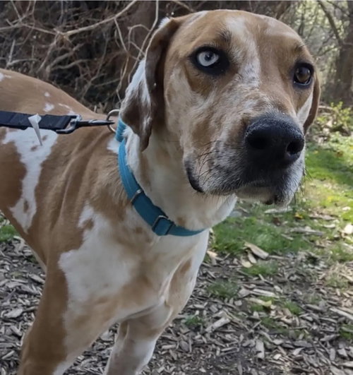 Lolita, an adoptable Great Dane in Mechanicsburg, PA