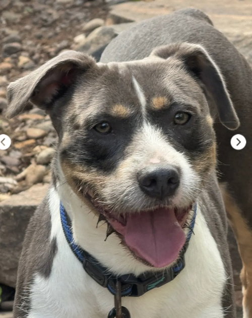 Jack, an adoptable Jack Russell Terrier in Mechanicsburg, PA