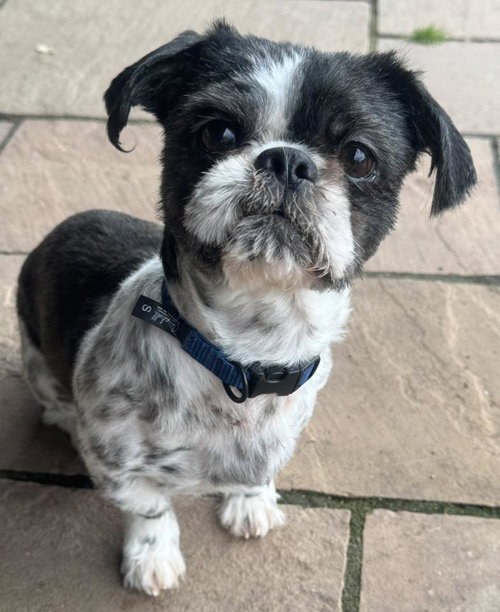 ET, an adoptable Shih Tzu in Mechanicsburg, PA
