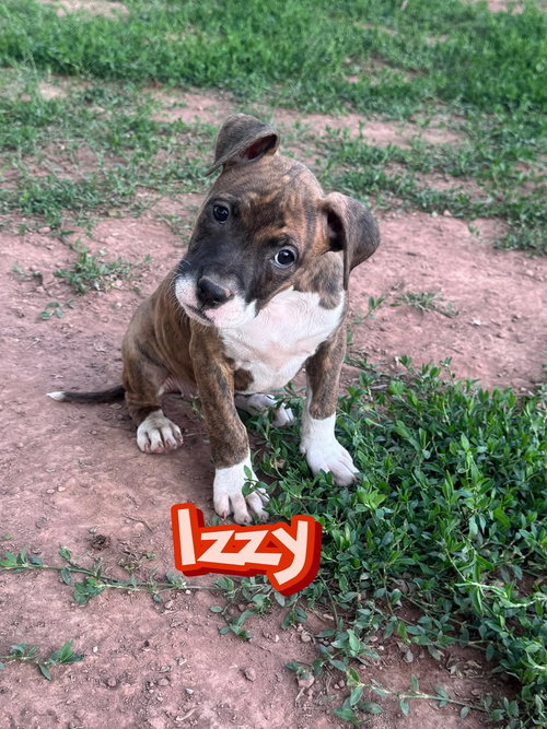 Izzy