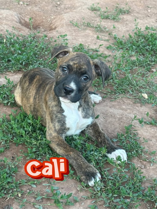 Cali