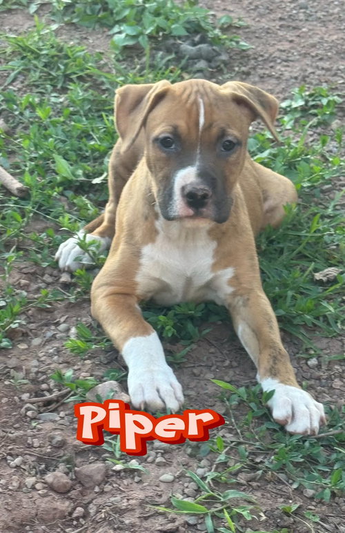Piper