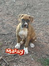 Maisy