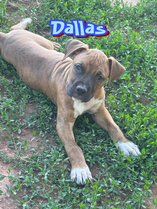 Dallas
