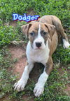 Dodger