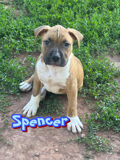 Spencer