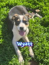 Wyatt
