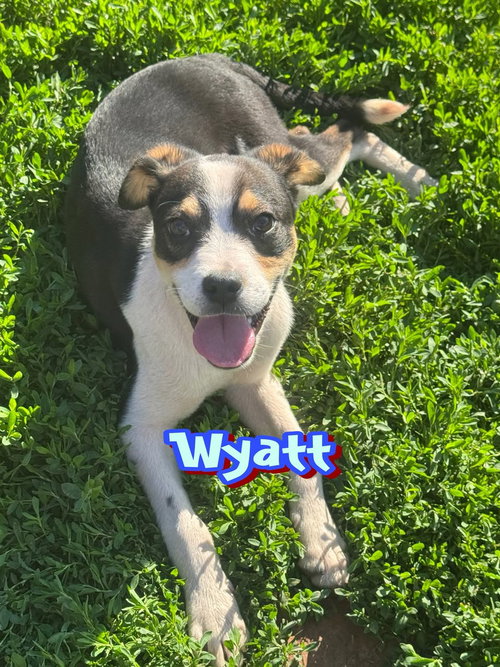 Wyatt