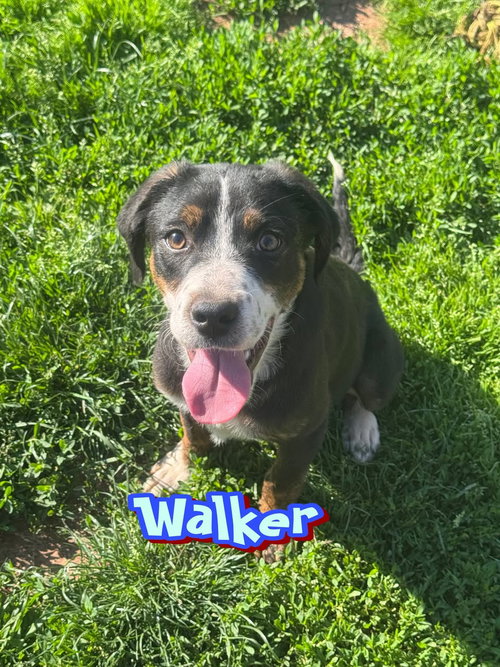 Walker