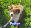 Dutton