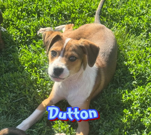 Dutton