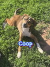 Coop