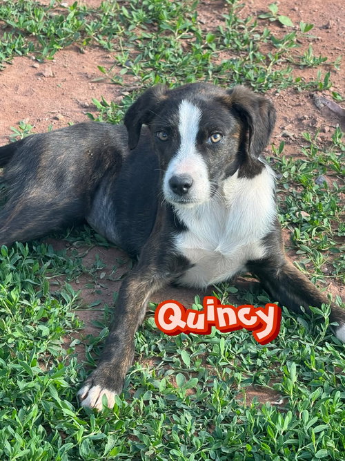 Quincy