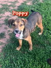 Poppy