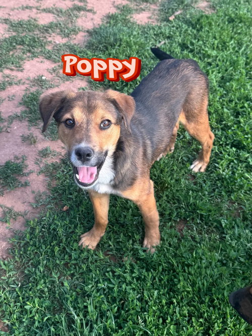 Poppy