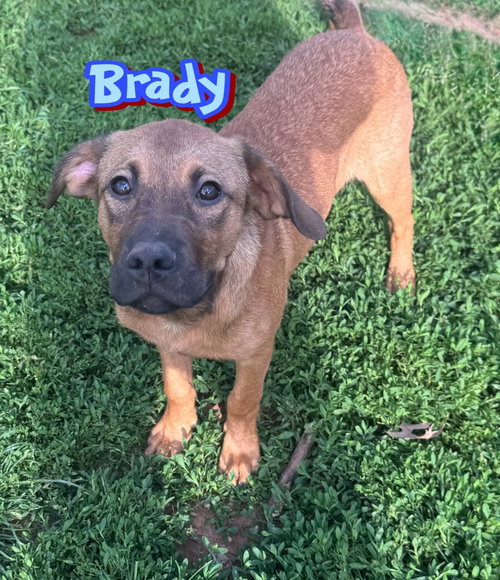 Brady