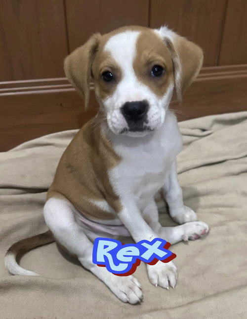 Rex
